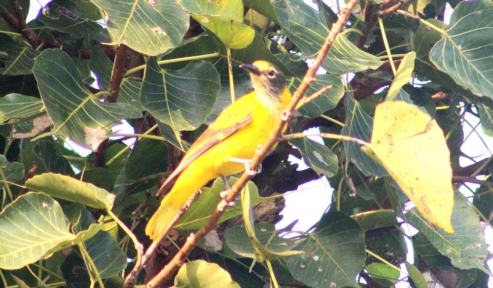 golden-bird golden-bird