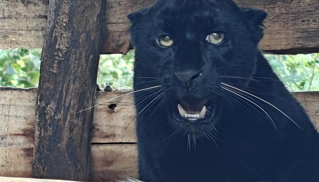 Black-Panthar-chituwa