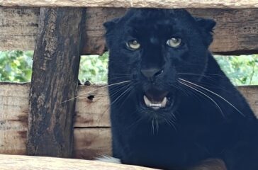 Black-Panthar-chituwa