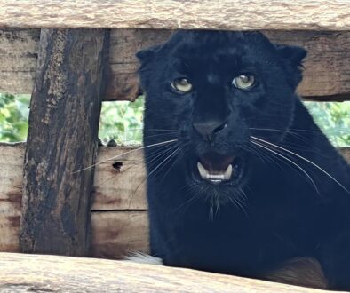 Black-Panthar-chituwa