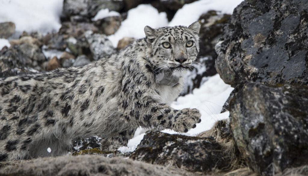 Snow-Leopard