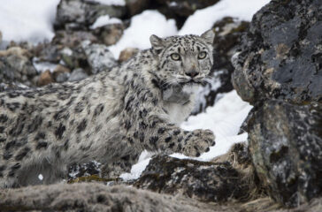 Snow-Leopard