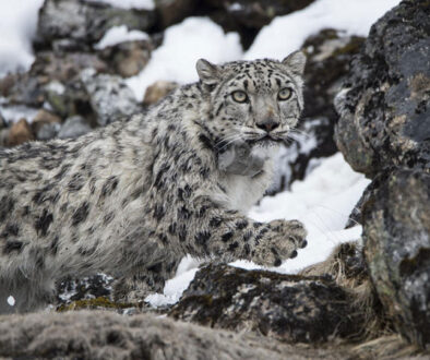 Snow-Leopard