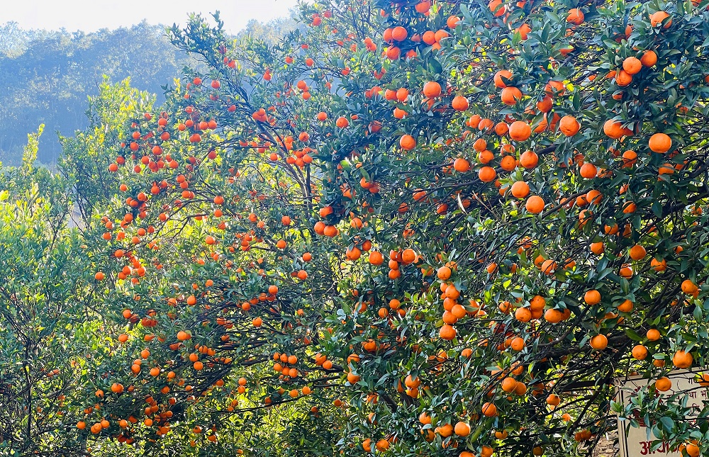सुन्तलाको उत्पादन बढेपछि पूर्वी पहाडका किसान उत्साहित, सस्तोमा बेच्न बाध्य भएको बागलुङका किसानको गुनासो