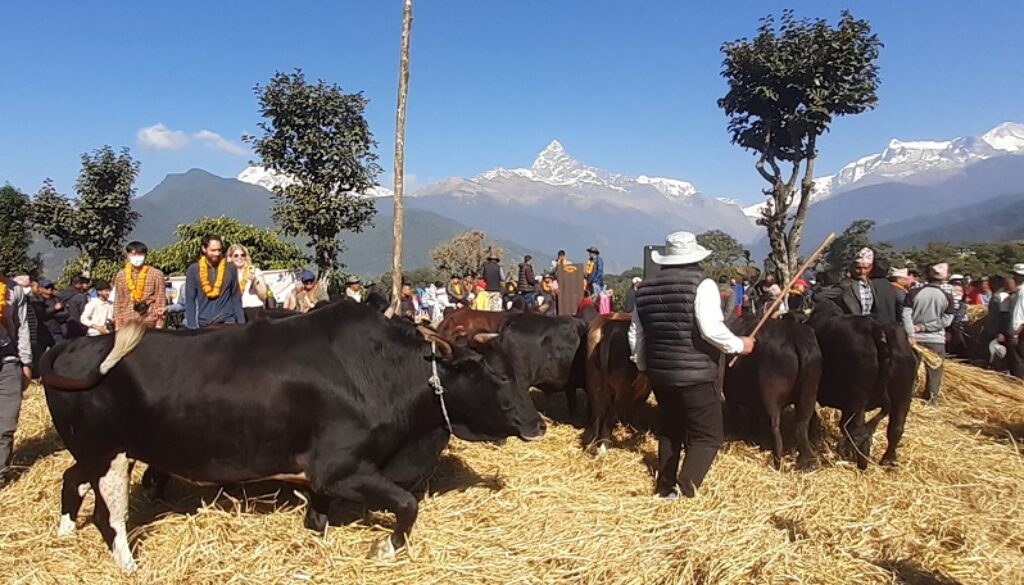 dain-mahostab-pokhara