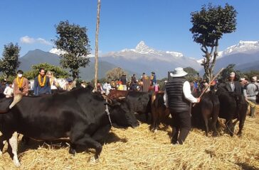 dain-mahostab-pokhara