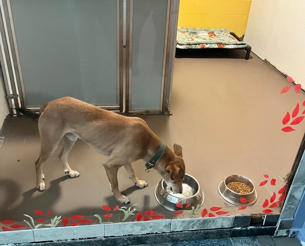 नेपालीले लखेटेको कुकुर अमेरिका पुगेपछि…