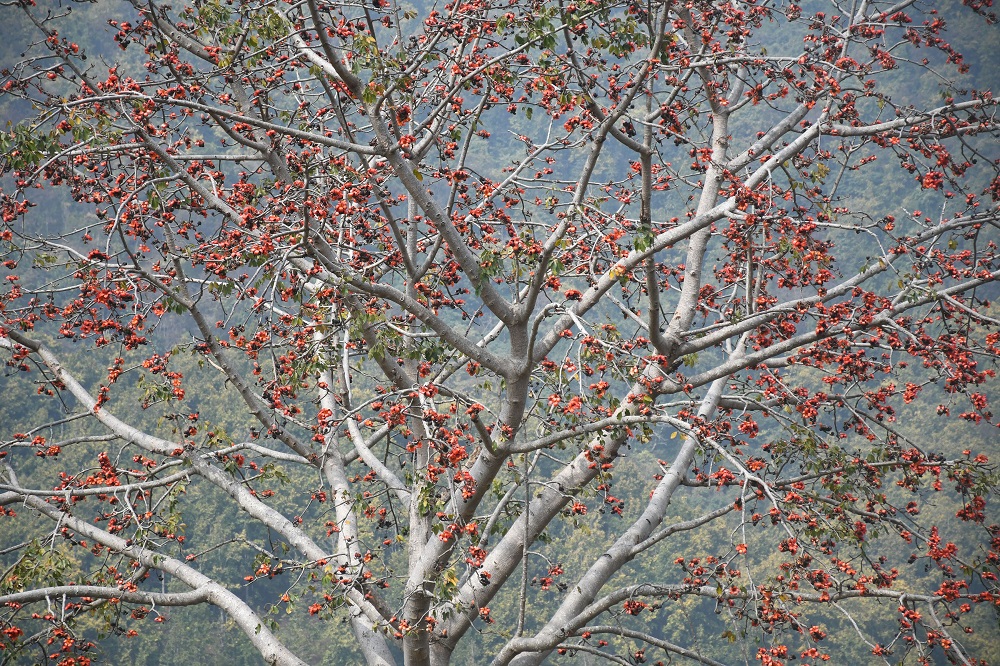 ढकमक्क फुल्यो सिमल