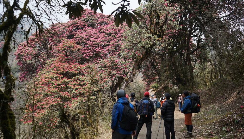 Ghodepani-Laligurash-Tourist