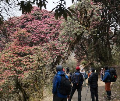 Ghodepani-Laligurash-Tourist