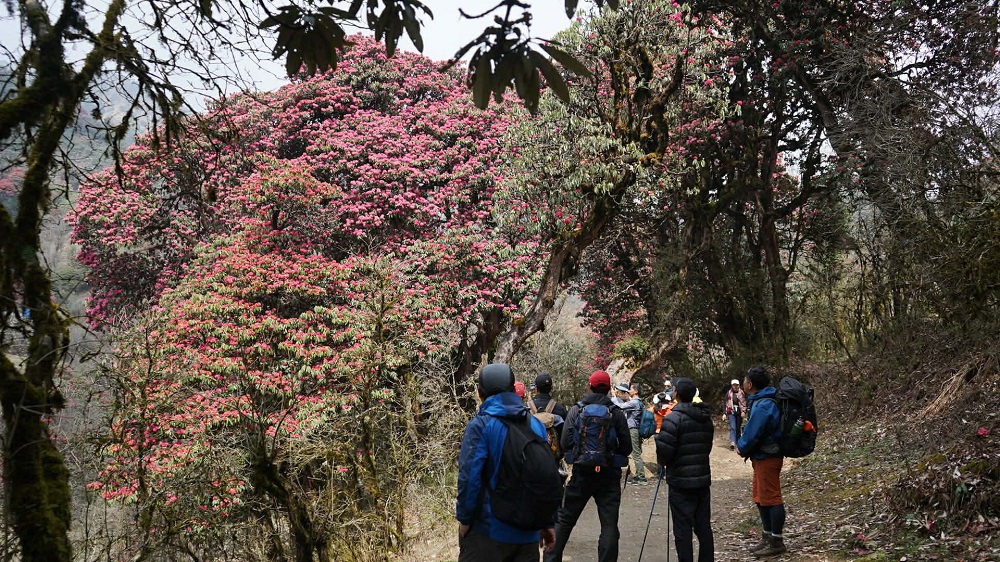 Ghodepani-Laligurash-Tourist