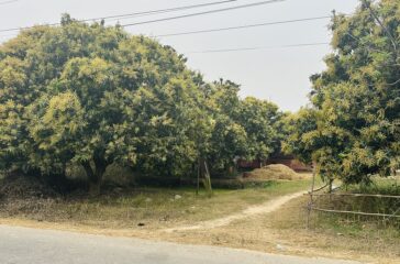mango-tree
