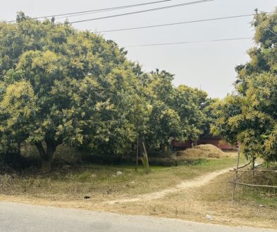 mango-tree