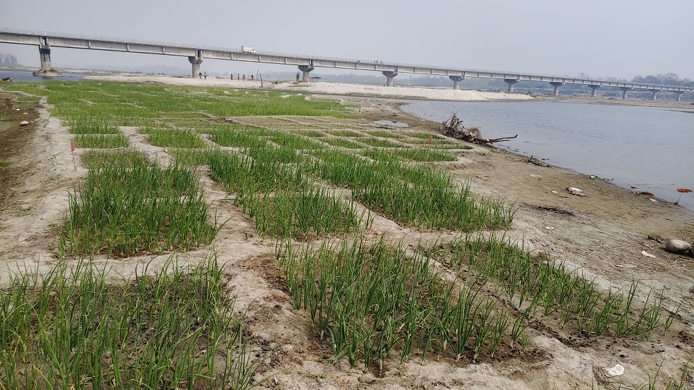 हिउँदमा निदाएको कर्णाली नदी बगरमा लोभलाग्दो प्याजखेती