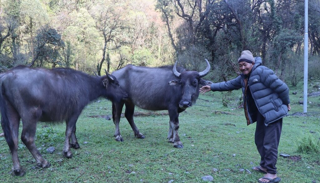 Ghumti-Bufallo goth (2)