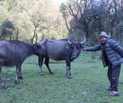 Ghumti-Bufallo goth (2)