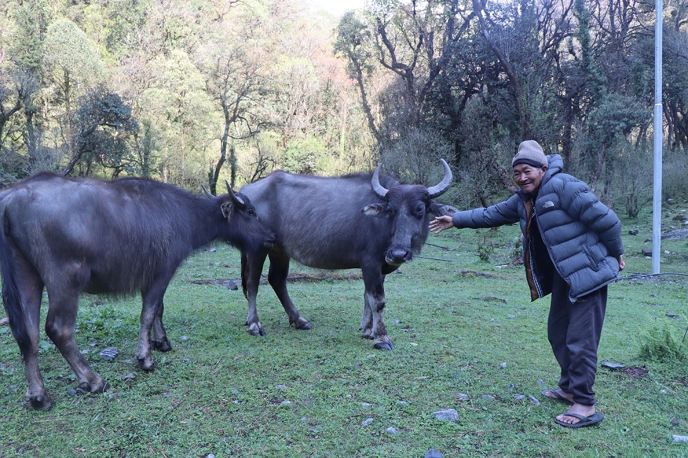 Ghumti-Bufallo goth (2)