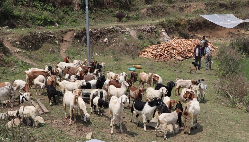 Krishna-Gauchan Goatpalan