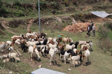 Krishna-Gauchan Goatpalan