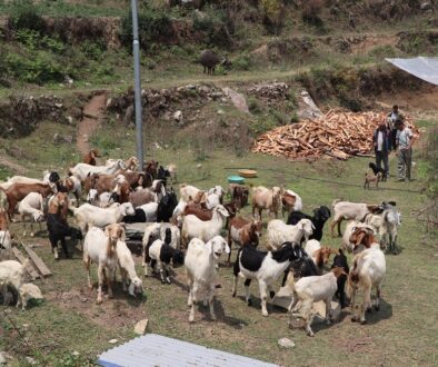 Krishna-Gauchan Goatpalan