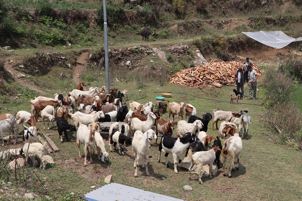 Krishna-Gauchan Goatpalan