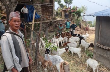 Kul-prashad-goat farming