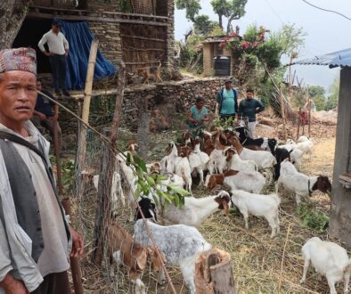Kul-prashad-goat farming