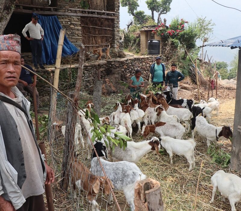 Kul-prashad-goat farming
