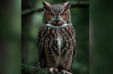 owl