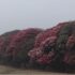 Mundum Trail image