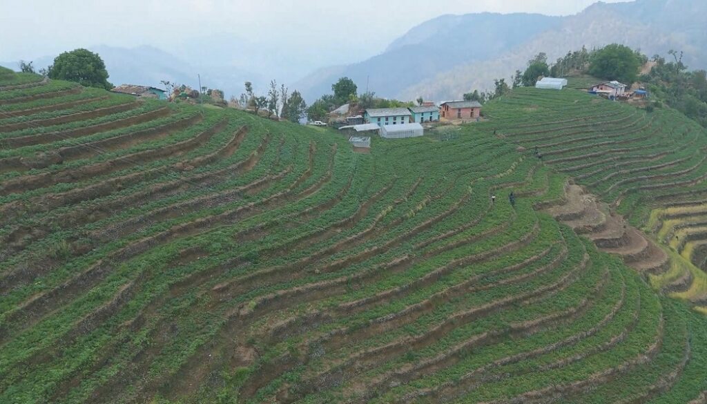 aalu-kheti-baitadi