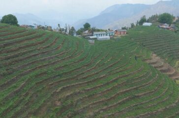 aalu-kheti-baitadi
