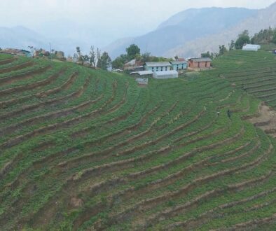 aalu-kheti-baitadi