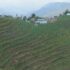 aalu-kheti-baitadi