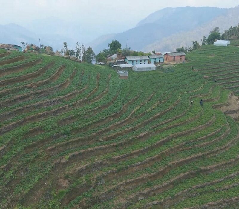 aalu-kheti-baitadi