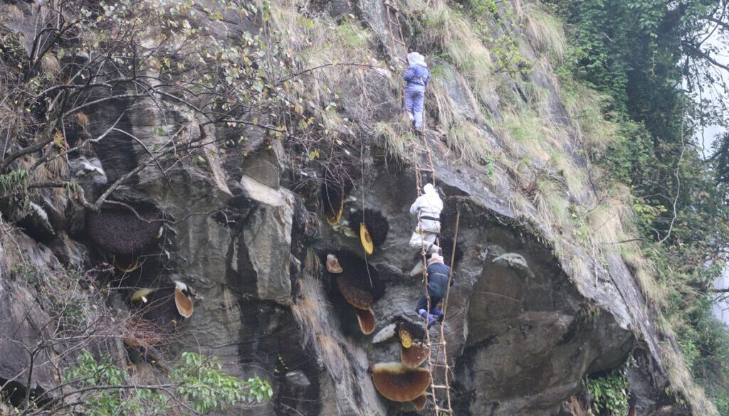 bhirmauri