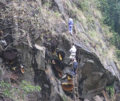 bhirmauri