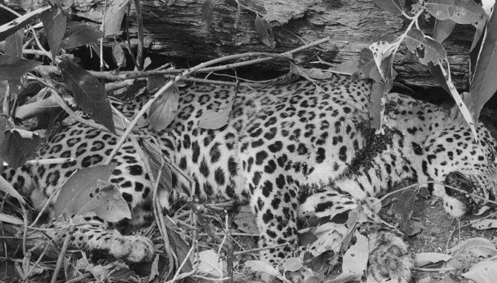 death tiger