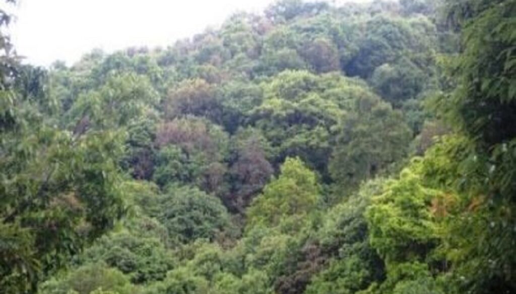 forest