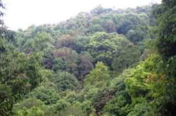 forest