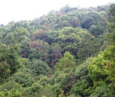 forest