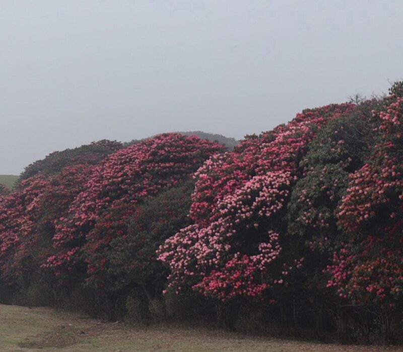 pundum-trel-khotang