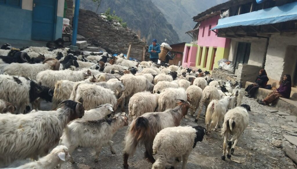 veda-gorkha