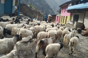 veda-gorkha