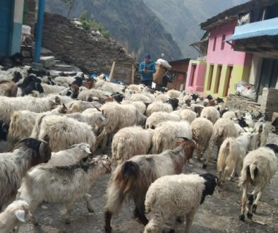 veda-gorkha