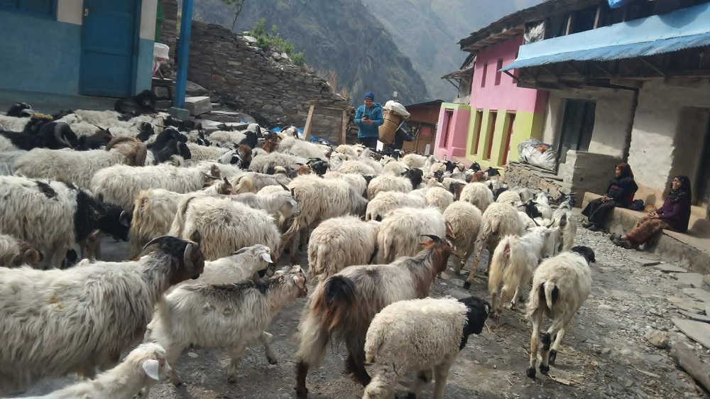veda-gorkha
