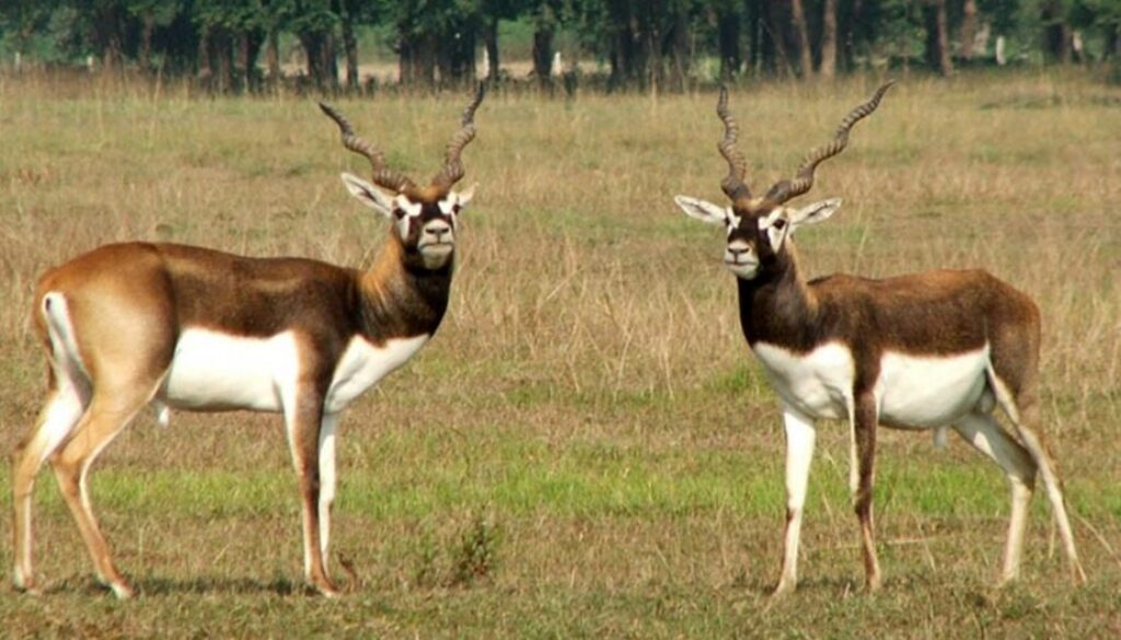 Krishnasar
