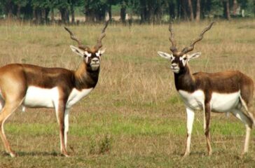 Krishnasar