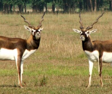 Krishnasar