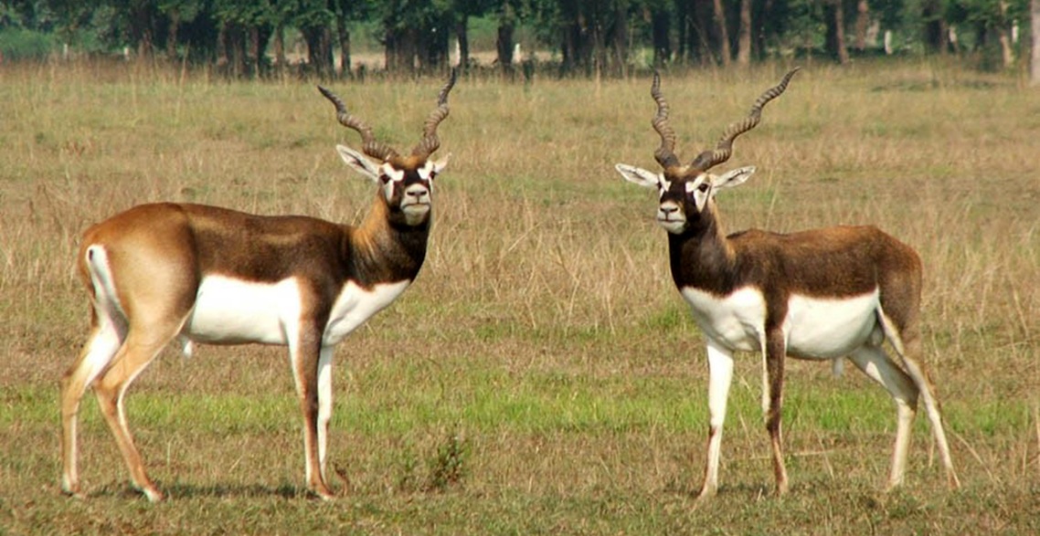 Krishnasar